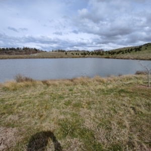 FrogWatch survey at NAD011: Arboretum Main Dam - 30 Aug 2023