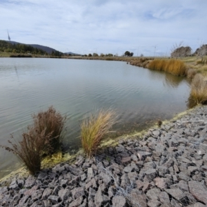 FrogWatch survey at NAD011: Arboretum Main Dam - 30 Aug 2023