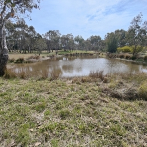 FrogWatch survey at NAD034: Cork Oak Dam Lot 34 - 30 Aug 2023