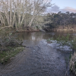 FrogWatch survey at QBN450: QBN River @ Doeberl 1 - 5 Oct 2023