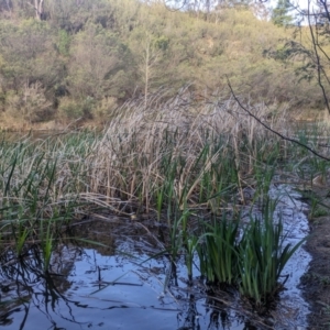 FrogWatch survey at QBN455: QBN River @ Doeberl 2 - 5 Oct 2023