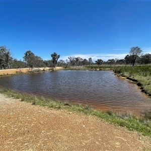 FrogWatch survey at Bonner, ACT - 7 Oct 2023