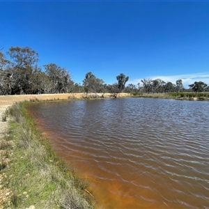 FrogWatch survey at Bonner, ACT - 7 Oct 2023