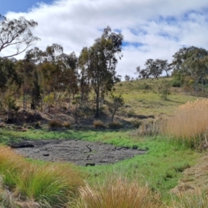 FrogWatch survey at FAD300: Wanniassa Hills Dam - 5 Oct 2023