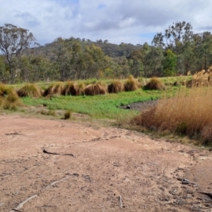 FrogWatch survey at FAD300: Wanniassa Hills Dam - 5 Oct 2023