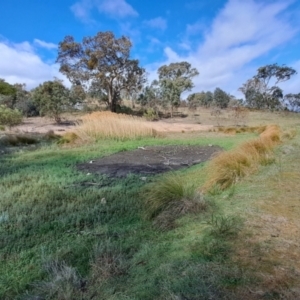 FrogWatch survey at FAD300: Wanniassa Hills Dam - 5 Oct 2023