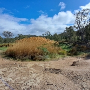 FrogWatch survey at FAD300: Wanniassa Hills Dam - 5 Oct 2023