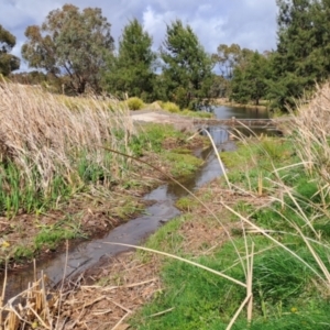 FrogWatch survey at BON100: Stranger Pond, Bonython - 8 Oct 2023