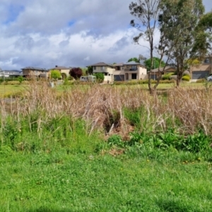 FrogWatch survey at BON100: Stranger Pond, Bonython - 8 Oct 2023