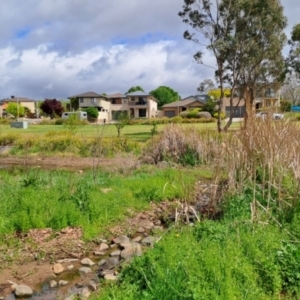 FrogWatch survey at BON100: Stranger Pond, Bonython - 8 Oct 2023