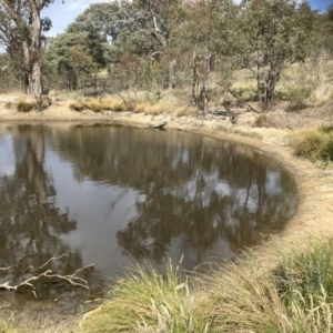 FrogWatch survey at COO100: Kathner St Dam - 11 Oct 2023