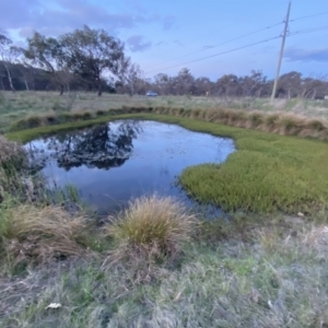 FrogWatch survey at ISA100: Long Gully Rd/Mugga Lane - 15 Oct 2023