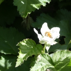 Monitoring Insect Pollinators at Emu Creek Belconnen (ECB) - 17 Oct 2023