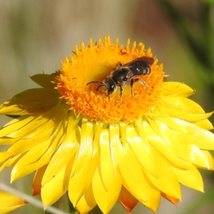 Monitoring Insect Pollinators at McQuoids Hill NR (MCQ) - 18 Oct 2023