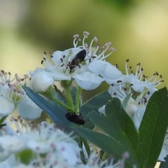 Monitoring Insect Pollinators at McQuoids Hill NR (MCQ) - 18 Oct 2023