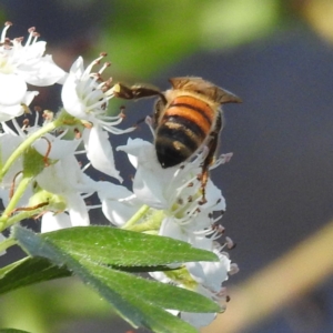 Monitoring Insect Pollinators at McQuoids Hill NR (MCQ) - 18 Oct 2023