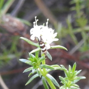 Monitoring Insect Pollinators at McQuoids Hill NR (MCQ) - 18 Oct 2023