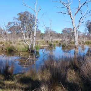 FrogWatch survey at MFL012: Near Bird Site 8 - 7 Oct 2023