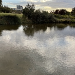 FrogWatch survey at GUN110:  Valley Ponds East - 3 Oct 2023