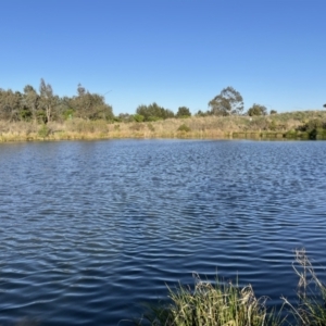 FrogWatch survey at GUN100: Valley Ponds W/Scout Hall - 2 Oct 2023