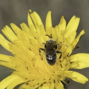 Monitoring Insect Pollinators at Kuringa Woodland (CPP) - 21 Oct 2023