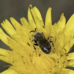 Monitoring Insect Pollinators at Kuringa Woodland (CPP) - 21 Oct 2023