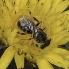 Monitoring Insect Pollinators at Kuringa Woodland (CPP) - 21 Oct 2023