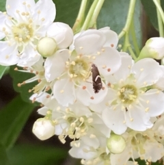 Monitoring Insect Pollinators at Jerrabomberra Wetlands (JWT) - 21 Oct 2023