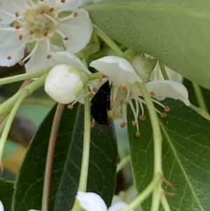 Monitoring Insect Pollinators at Jerrabomberra Wetlands (JWT) - 21 Oct 2023