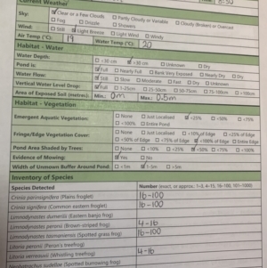 FrogWatch survey at BIL100: Billabong Pond, Watson - 11 Oct 2023