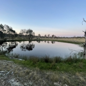 FrogWatch survey at MFL014: Far East dam - 20 Oct 2023