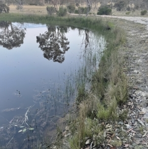 FrogWatch survey at MFL014: Far East dam - 20 Oct 2023