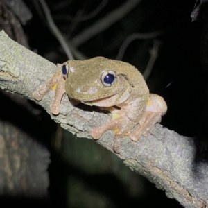 FrogWatch survey at FMC230: Mt Majura 4 Saddle - 10 Oct 2023