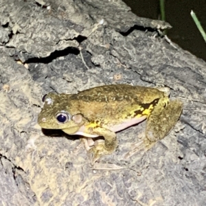 FrogWatch survey at FMC230: Mt Majura 4 Saddle - 20 Oct 2023