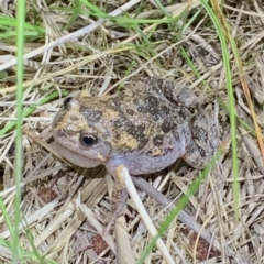 FrogWatch survey at FMC230: Mt Majura 4 Saddle - 20 Oct 2023