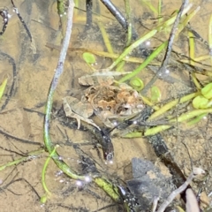 FrogWatch survey at FMC220: Mt Majura 3 Jukes - 20 Oct 2023