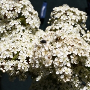 Monitoring Insect Pollinators at Ainslie Volcanics Grassland (AGQ) - 22 Oct 2023