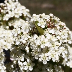 Monitoring Insect Pollinators at Ainslie Volcanics Grassland (AGQ) - 22 Oct 2023