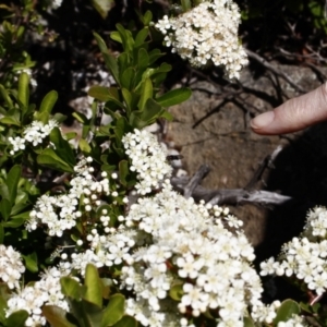 Monitoring Insect Pollinators at Ainslie Volcanics Grassland (AGQ) - 22 Oct 2023