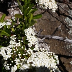 Monitoring Insect Pollinators at Ainslie Volcanics Grassland (AGQ) - 22 Oct 2023