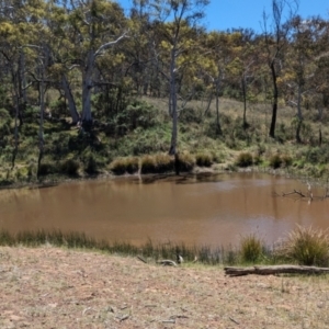 FrogWatch survey at FMC230: Mt Majura 4 Saddle - 22 Oct 2023