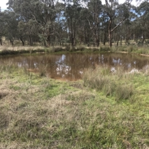 FrogWatch survey at OSR006: Dam 6 - 21 Oct 2023