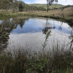 FrogWatch survey at OSR001: Dam 1 Front gate - 21 Oct 2023