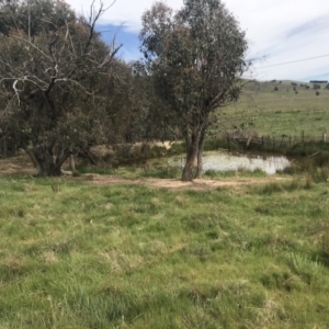 FrogWatch survey at OSR002: Dam 2 - 21 Oct 2023