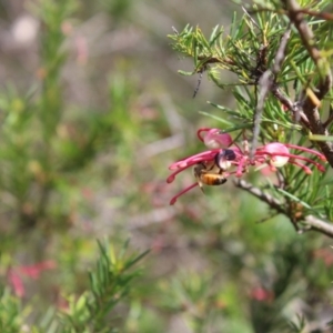 Monitoring Insect Pollinators at Kuringa Woodland (CPP) - 21 Oct 2023