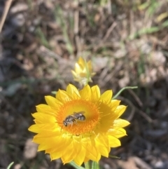 Monitoring Insect Pollinators at Mount Ainslie NR (ANR) - 24 Oct 2023