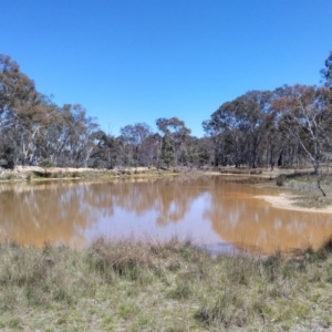 FrogWatch survey at MFL005: 250m N of Woolshed - 9 Oct 2023