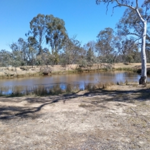 FrogWatch survey at MFL003: Shearing Shed Dam - 9 Oct 2023