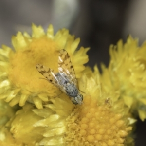 Monitoring Insect Pollinators at Blue Devil Grassland, Umbagong Park (BDG) - 24 Oct 2023