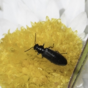 Monitoring Insect Pollinators at Blue Devil Grassland, Umbagong Park (BDG) - 23 Oct 2023